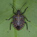 Cappaea taprobanensis - Photo (c) Bug's eyes photography, osa oikeuksista pidätetään (CC BY-NC-ND), lähettänyt Bug's eyes photography