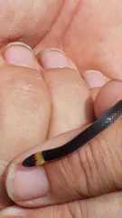 Enulius flavitorques