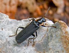 Cantharis obscura