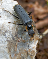 Cantharis obscura