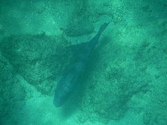 Pseudobalistes naufragium