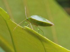 Glaucias