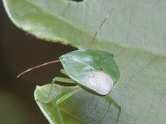 Glaucias