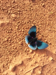 Lyropteryx apollonia