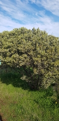 Acacia argyrophylla