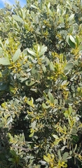 Acacia argyrophylla