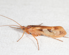 Limnephilus rhombicus