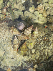 Cerithium maculosum