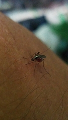 Aedes atlanticus