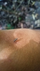 Aedes atlanticus