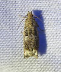 Epiblema abruptana