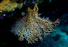 Melithaea