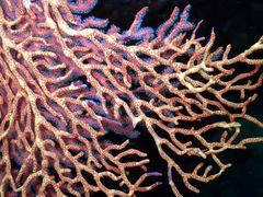 Melithaea