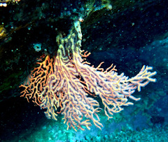 Melithaea
