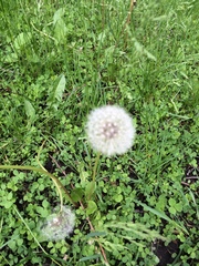 Taraxacum officinale