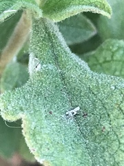 Cistus creticus eriocephalus