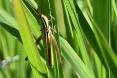 Mermiria intertexta