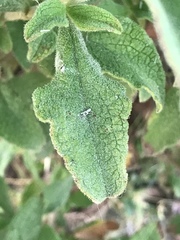 Cistus creticus eriocephalus