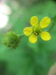 Geum macrophyllum macrophyllum