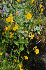 Erythranthe microphylla