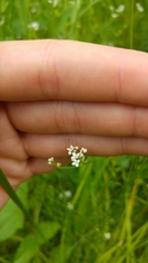 Galium elongatum