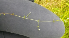 Galium elongatum