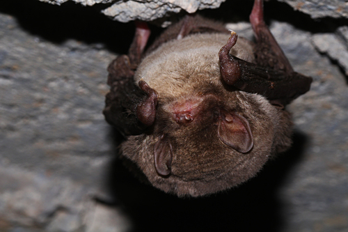 Schreibers' Long-fingered Bat