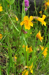 Erythranthe microphylla