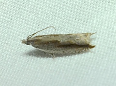Ancylis goodelliana