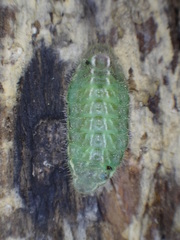 Satyrium calanus