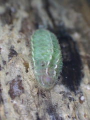 Satyrium calanus