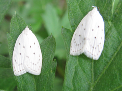 Scythropiodes approximans