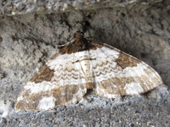 Melanthia procellata