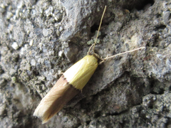 Opogona nipponica
