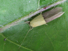 Opogona nipponica