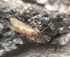 Trichoptera