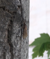 Trichoptera