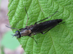 Procyclotelus elegans