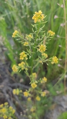 Rorippa palustris