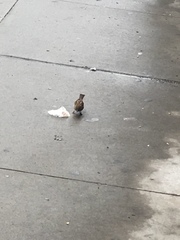 Passer domesticus
