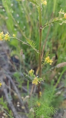 Rorippa palustris