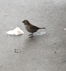 Passer domesticus
