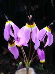 Primula jeffreyi