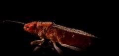 Heteroptera