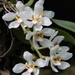 Orange Blossom Orchid - Photo (c) cskk, some rights reserved (CC BY-NC-ND)