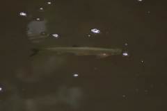 Scardinius erythrophthalmus