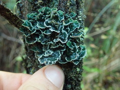 Erioderma sorediatum