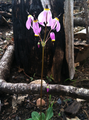 Primula jeffreyi
