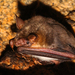 Lesser Mouse-eared Bat - Photo (c) melissadonnelly, some rights reserved (CC BY-NC), uploaded by melissadonnelly