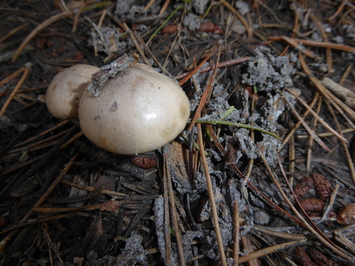 iNaturalist observation photo of Common Gilled Mushrooms and Allies